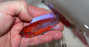 Labeotropheus trewavasae 'Chilumba'